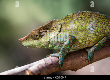 Caméléon Calumma cryptiques (crypticus), (Chameleonidae), endémique à Madagascar, Madagascar, Nationalpark Anjozorobe Banque D'Images