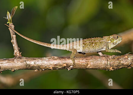 Caméléon Calumma cryptiques (crypticus), (Chameleonidae), endémique à Madagascar, Madagascar, Nationalpark Anjozorobe Banque D'Images