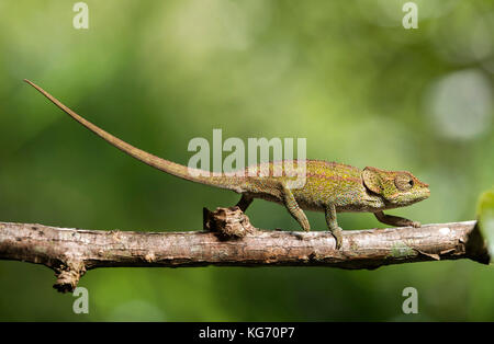 Caméléon Calumma cryptiques (crypticus), (Chameleonidae), endémique à Madagascar, Madagascar, Nationalpark Anjozorobe Banque D'Images