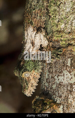 La tête en bas, mossy gecko à queue de feuille (Uroplatus sikorae) imitant la couleur et la structure d'un tronc d'arbre, parc national andasibe, madagascar Banque D'Images