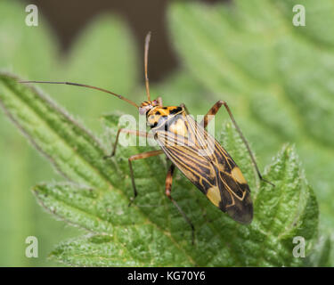 Chêne à rayures Bug (Rhabdomiris striatellus) sur l'ortie. Tipperary, Irlande. Banque D'Images