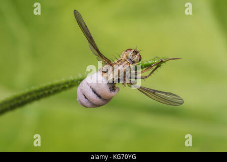 La Bouse jaune Fly (Scathophaga stercoraria) infectées par le champignon Entomophthora sp.. Tipperary, Irlande Banque D'Images