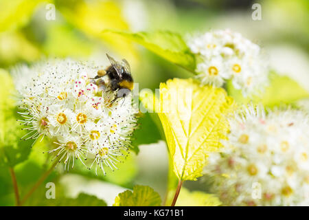 Festin de bourdon sur une fleur spirea japonica Banque D'Images