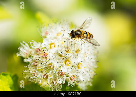 Sweat bee festoyer sur spirea japonica flower Banque D'Images