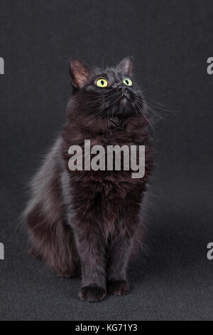 Portrait d'un chat noir à la haut sur un fond sombre, curieux et ciblée. cheveux longs. race Angora turc femelle adulte. Banque D'Images