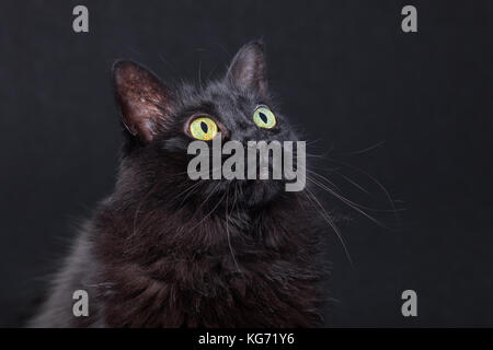 Portrait d'un chat noir à la haut sur un fond sombre, curieux et ciblée. cheveux longs. race Angora turc femelle adulte. Banque D'Images