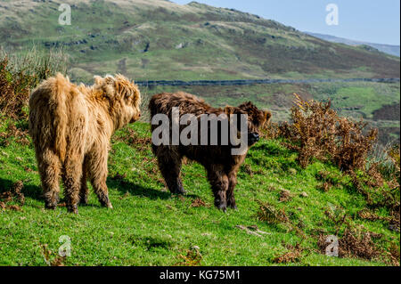 Highland cattle debout dans un champ près de Coniston dans le Lake District, Cumbria Banque D'Images