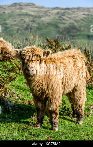 Highland cattle debout dans un champ près de Coniston dans le Lake District, Cumbria Banque D'Images