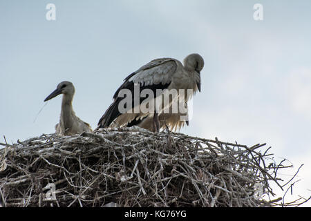Trois jeunes cigognes dans leur nid au repos dans la soirée Banque D'Images
