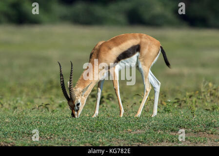 La gazelle de Thomson un pâturage mâle Banque D'Images