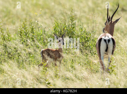 Une gazelle de Thomson Banque D'Images