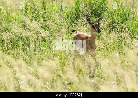 Une gazelle de Thomson Banque D'Images