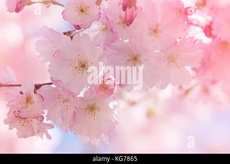 Image en gros plan de la belle fleur de printemps fleurs de la Japanese flowering cherry tree. Banque D'Images
