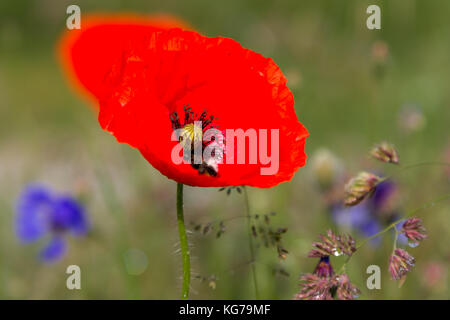 Blumenteppich Wildblumen Banque D'Images