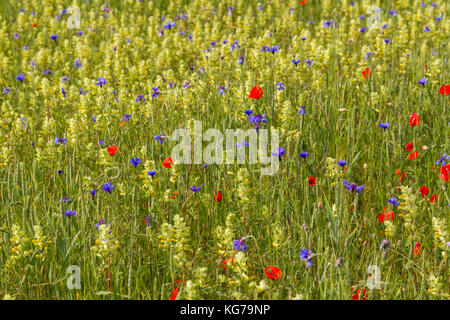 Blumenteppich Wildblumen Banque D'Images