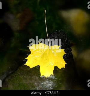 Feuille d'érable jaune sur la pierre dans des rapides. feuilles tombées pris sur des pierres dans l'eau avec des algues vertes. Banque D'Images