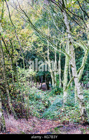 L'Angleterre, les traiter, Betteshanger Park. De l'automne. Remontage par sentier envahi par les arbres dans le parc à bois. Banque D'Images