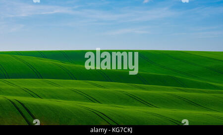 Champ vert des jeunes grain avec des traces d'un tracteur en Toscane de Moravie en République tchèque, sous un ciel bleu avec des nuages Banque D'Images