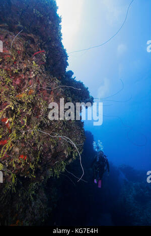 Diver sur mur vertical, Exuma, Bahamas Banque D'Images