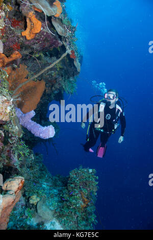 Diver sur mur vertical, Exuma, Bahamas Banque D'Images