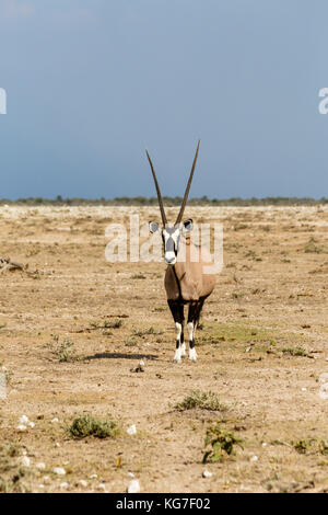Oryx Gazella dans le parc national d'Etosha, Namibie Banque D'Images