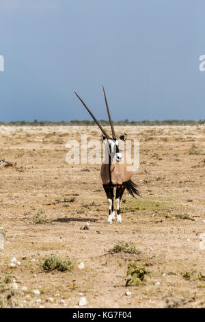 Oryx Gazella dans le parc national d'Etosha, Namibie Banque D'Images