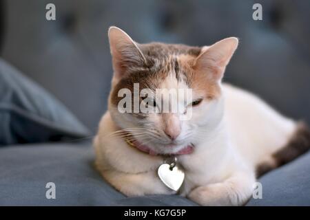 Calico chat posé sur le canapé Banque D'Images