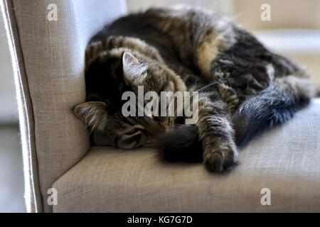 Un joli chat tabby dormant dans une table à manger Banque D'Images