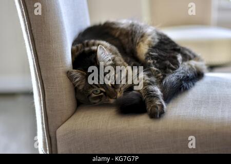 Un joli chat tabby dormant dans une table à manger Banque D'Images