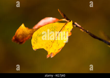 Herbstfarben rapport Laub der Buche Banque D'Images