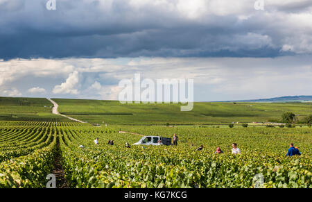 Verzy, France - le 9 septembre 2017 : la récolte du raisin dans la région de champagne avec des gens couper chardonnay dans le vignoble à Mailly-champagne et sombre Banque D'Images