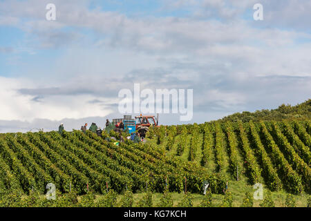 Verzy, France - le 9 septembre 2017 : la récolte du raisin dans la région de champagne avec des gens des pinot noir et chardonnay dans les vignes un Banque D'Images