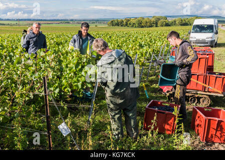 Verzy, France - le 9 septembre 2017 : la récolte du raisin dans la région de champagne avec des gens couper pinot noir dans le vignoble à prunay. Banque D'Images