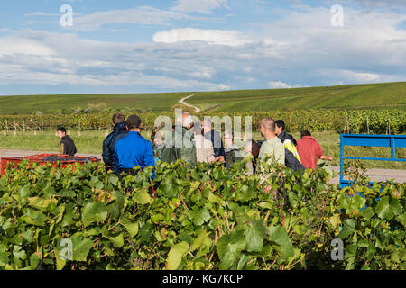 Verzy, France - le 9 septembre 2017 : la récolte du raisin dans la région de champagne avec des gens des pinot noir et chardonnay dans les vignes un Banque D'Images