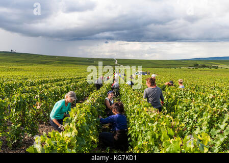 Verzy, France - le 9 septembre 2017 : la récolte du raisin dans la région de champagne avec coupe femmes chardonnay dans le vignoble à prunay. Banque D'Images