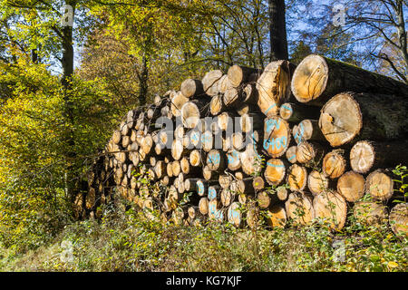 Holzpolter im Wald Banque D'Images