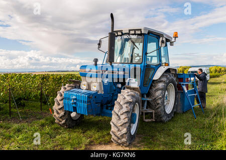 Verzy, France - le 9 septembre 2017 : la récolte du raisin dans la région de champagne avec grand tracteur bleu au vignobles, mailly-champagne. Banque D'Images