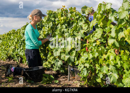 Verzy, France - le 9 septembre 2017 : la récolte du raisin dans la région de champagne avec coupe femme chardonnay dans le vignoble à prunay. Banque D'Images