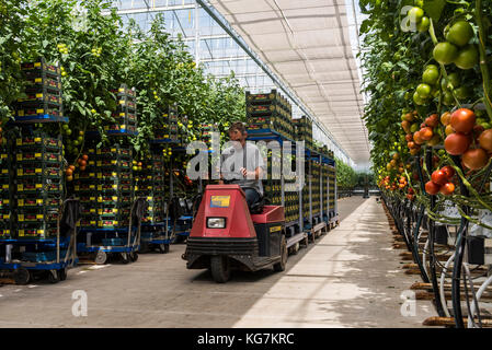 Breukelen, Pays-Bas - le 23 mai 2017 : grande serre de tomates avec des tomates mûres et travailleur. Banque D'Images