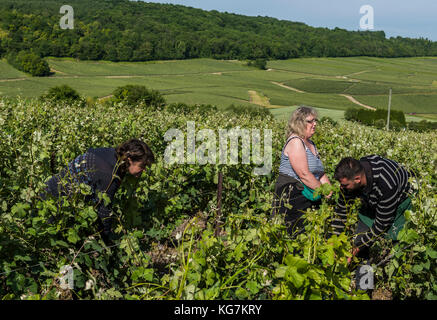 Dormans, France - le 8 juin 2017 : les travailleurs dans le vignoble de Champagne marne, contraignant la vigne en été. Banque D'Images