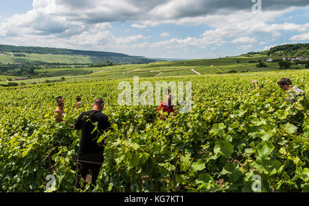 Tincourt, France - 9 juin 2017 : ouvriers dans le vignoble de Tincourt près d'Epernay dans le quartier Champagne Vallée de la Marne en France. Banque D'Images
