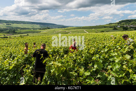 Tincourt, France - le 9 juin 2017 : les travailleurs de la vigne en tincourt près d'Epernay dans le quartier de champagne vallee de la marne en france. Banque D'Images