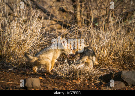 Le chacal à dos noir dans le parc national Kruger, Afrique du Sud ; espèce canis mesomelas famille des canidés Banque D'Images