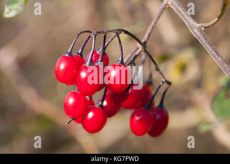 Solanum dulcamara berries brillant dans le soleil d'automne. Banque D'Images