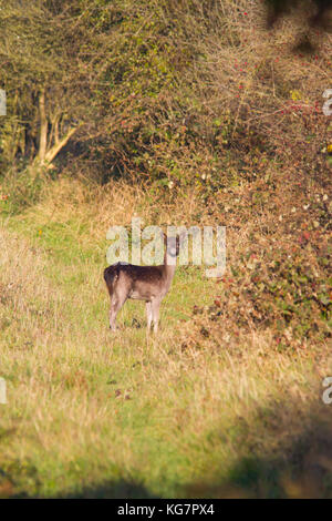 Un subadulte forme foncée daim (Dama dama) vue sur le collines de Chiltern au cours d'une après-midi ensoleillée d'automne Banque D'Images