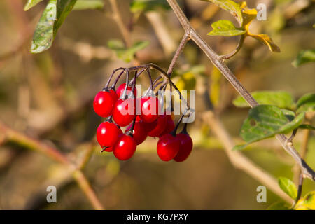 Solanum dulcamara berries brillant dans le soleil d'automne. Banque D'Images