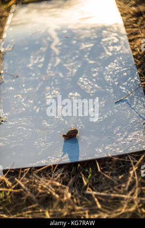 Rampant escargot tôt le matin sur la surface miroir métal - vos déchets dans la nature - danger pour l'écologie Banque D'Images