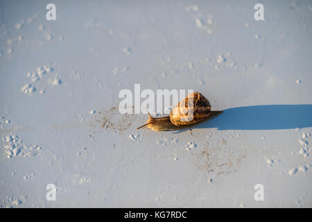 Rampant escargot tôt le matin sur la surface miroir métal - vos déchets dans la nature - danger pour l'écologie Banque D'Images