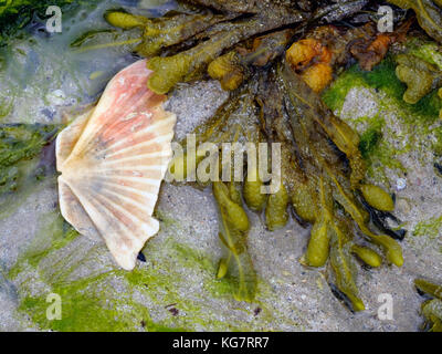 Bladderwack et algues échouées sur une coquille Saint-Jacques sur une plage de sable fin Banque D'Images