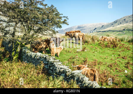 Troupeau de bovins highland debout dans un champ dans le parc national de lake district Banque D'Images